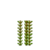 aquatic-hornwort-section