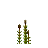 aquatic-hornwort-top