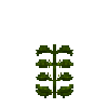 aquatic-kelp-section