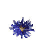 aquatic-lilyflower-giant-blue