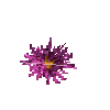 aquatic-lilyflower-giant-purple