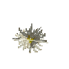aquatic-lilyflower-giant-white