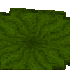 aquatic-lilygiant-large