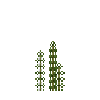 aquatic-milfoilnorthern-top