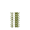 aquatic-muskgrass-section
