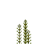 aquatic-muskgrass-top