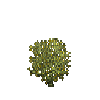 aquaticplant-bladderwrack