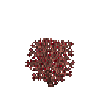 aquaticplant-irishmoss