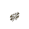 attachingplant-barnacle