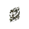 attachingplant-moss
