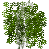 bambooleaves-brown-grown