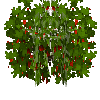 bigberrybush-redcurrant-ripe