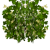 bigberrybush-whitecurrant-flowering
