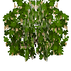 bigberrybush-whitecurrant-ripe