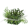 coral-anemone-green