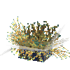 coral-anemone-stripe1