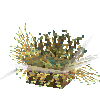coral-anemone-stripe2