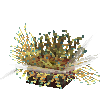coral-anemone-stripe3
