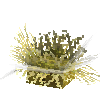 coral-anemone-yellow