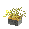 coral-anemone