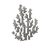 coral-fan-dead-2