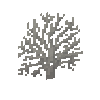 coral-fan-dead-3