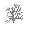 coral-fan-dead-4
