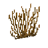 coral-fan-orange-1