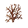 coral-fan-orange-4