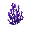 coral-fan-purple-2