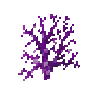 coral-fan-purple-4