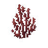 coral-fan-red-2