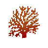 coral-fan