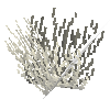 coral-shrub-dead-1