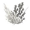 coral-shrub-dead-2