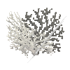 coral-shrub-dead-3