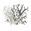 coral-shrub-dead-4