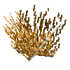 coral-shrub-orange-1
