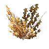 coral-shrub-orange-2