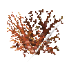 coral-shrub-orange-4