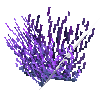 coral-shrub-purple-1