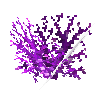 coral-shrub-purple-4