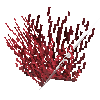 coral-shrub-red-1