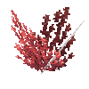 coral-shrub-red-2