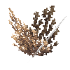 coral-shrub-tan-2