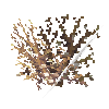 coral-shrub-tan-4