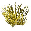 coral-shrub-yellow-1
