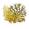 coral-shrub-yellow-3