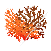 coral-shrub