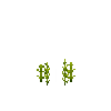 crop-amaranth-2